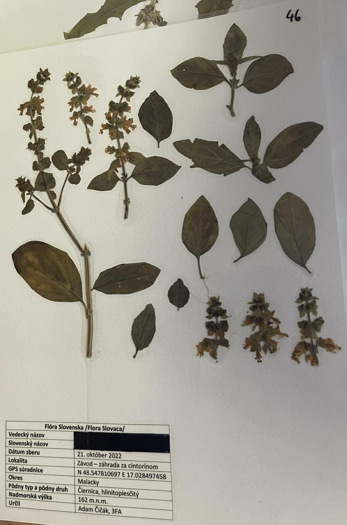 Rastlina Ocimum basilicum